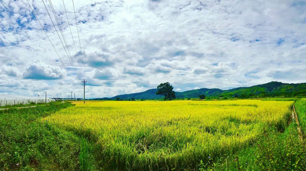 khung cảnh đồng lúa ở Đức Trọng