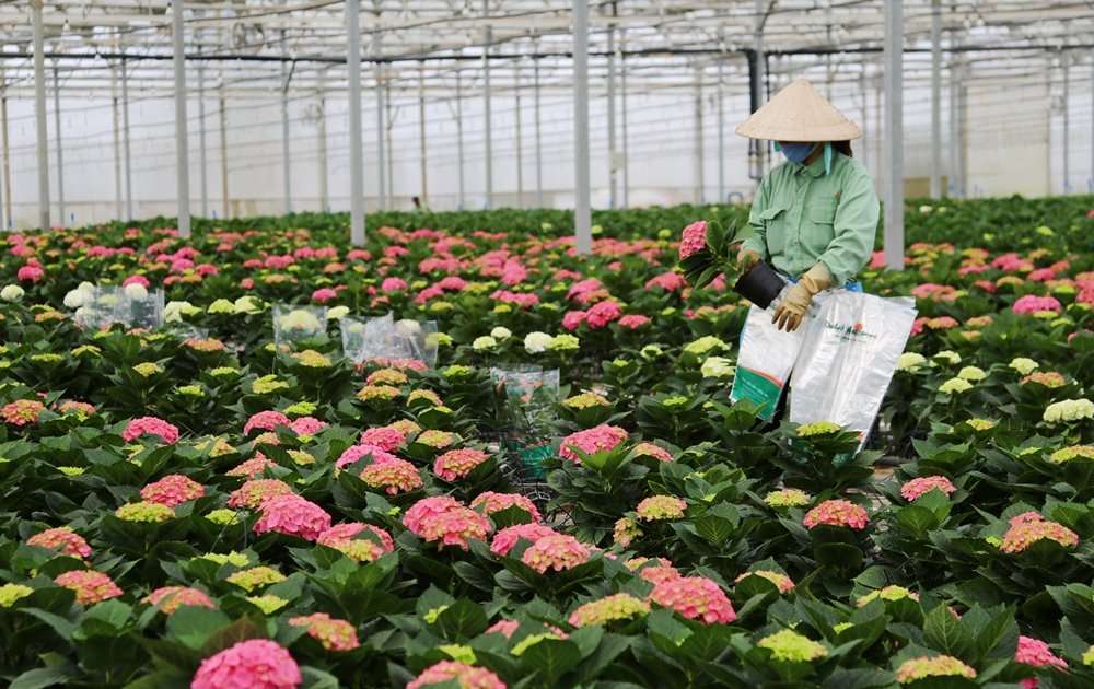 trụ sở công ty dalat hasfarm