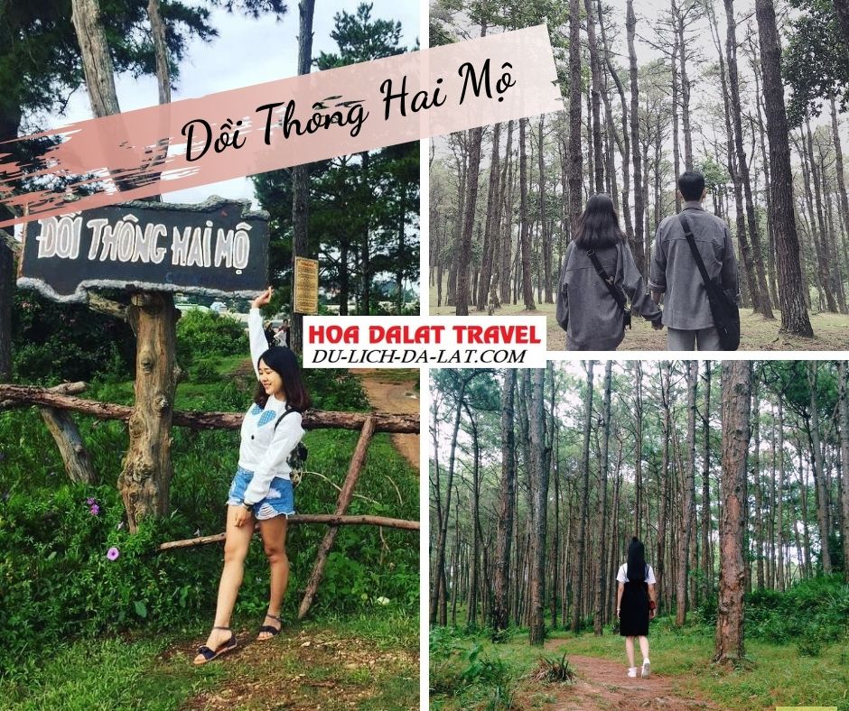 Đồi thông hai mộ