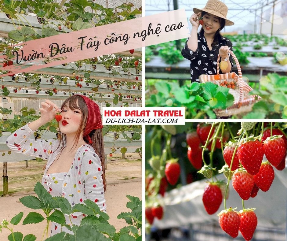 Vườn dâu tây công nghệ cao