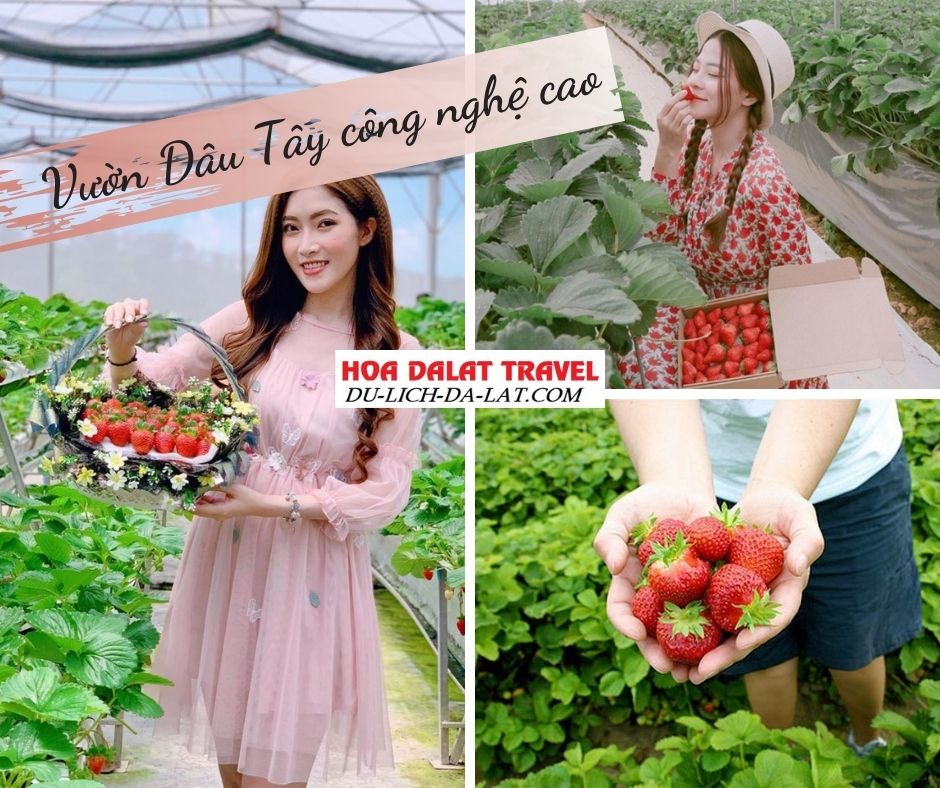 Vườn dâu tây Đà Lạt