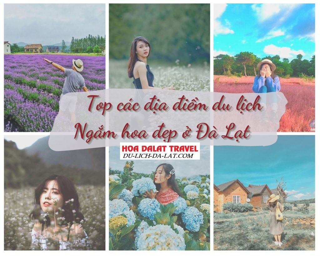 Các địa điểm du lịch ngắm hoa đẹp ở Đà Lạt