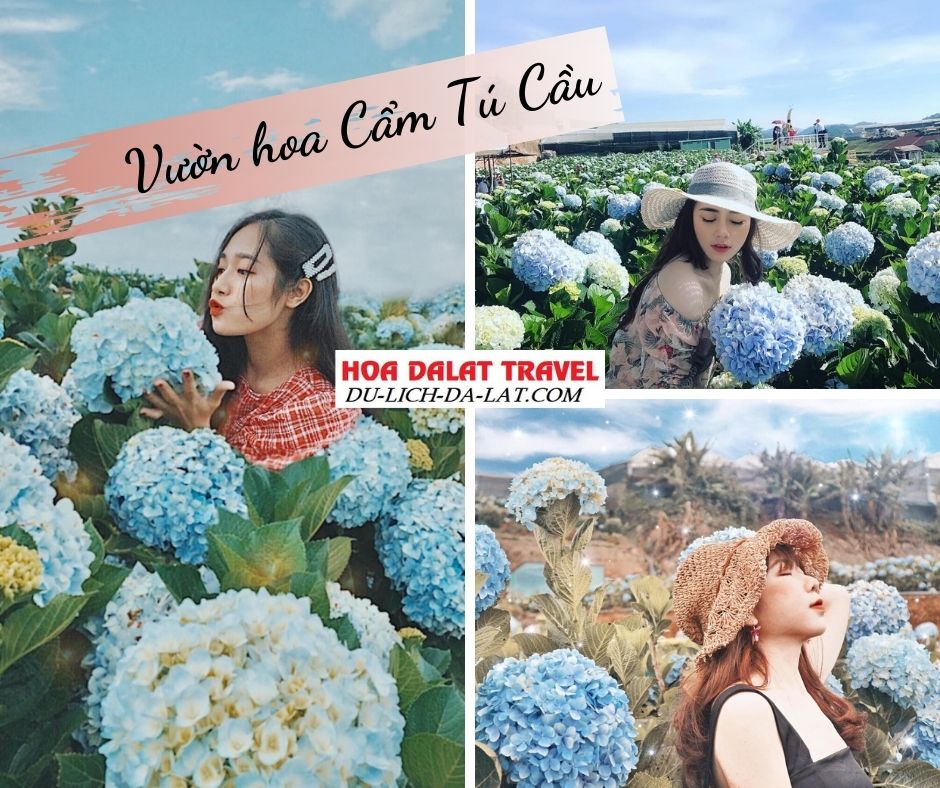 Cẩm tú cầu Đà Lạt