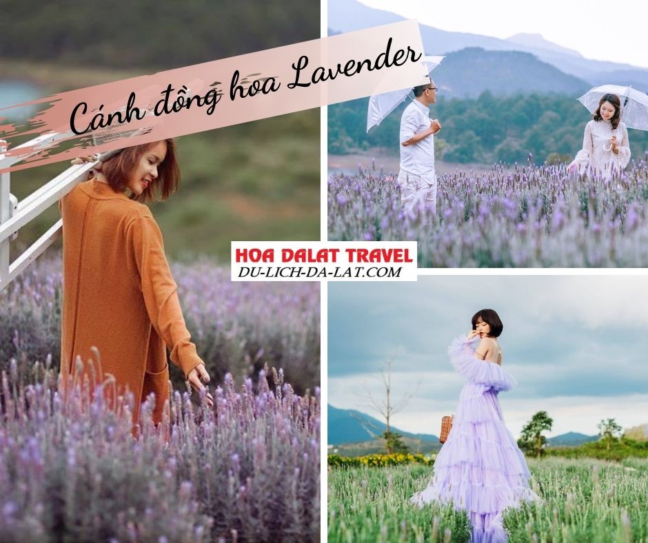 Cánh đồng hoa Lavender