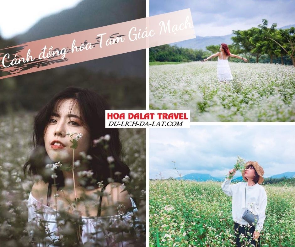 Cánh đồng hoa Tam Giác Mạch