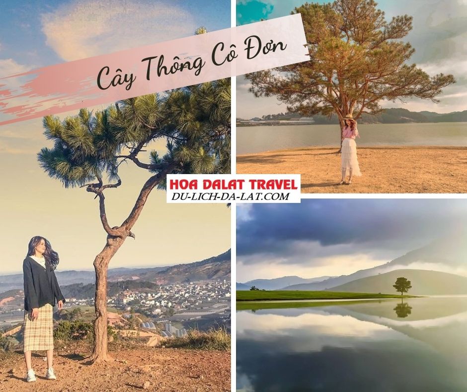 Cây thông cô đơn