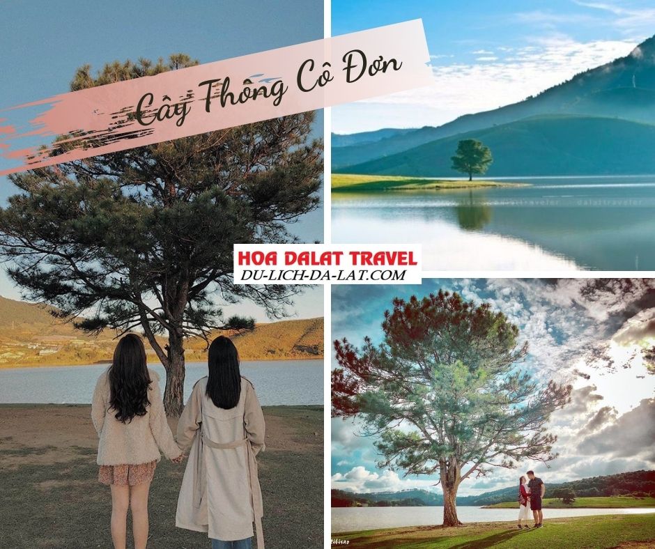 Địa điểm check in Đà Lạt cây thông cô đơn