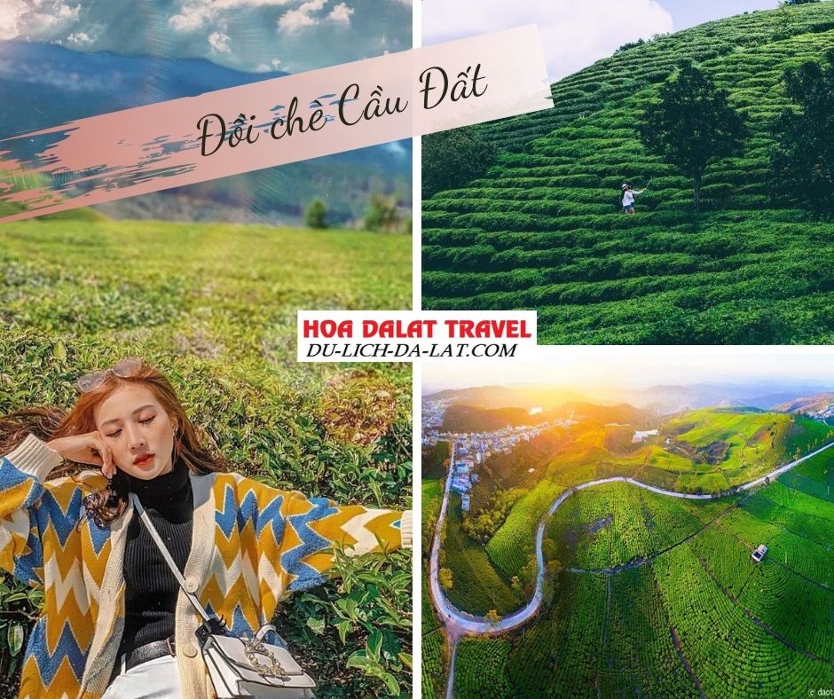 Điểm check in đồi chè cầu đất