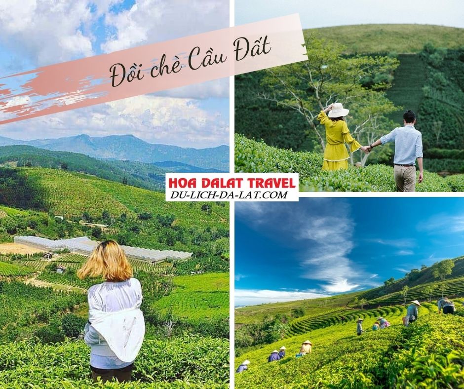 đồi chè Cầu Đất ở Đà Lạt