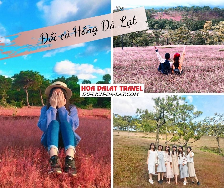 Đồi cỏ hồng Đà Lạt