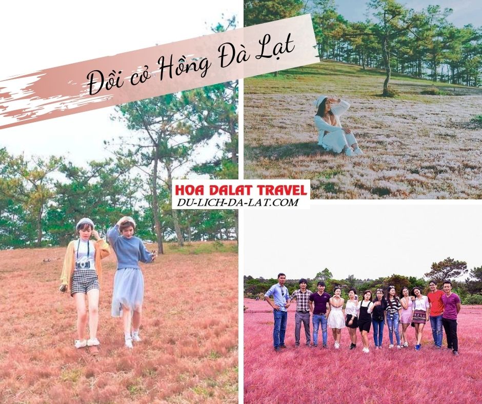 Đồi cỏ hồng ở Đà Lạt