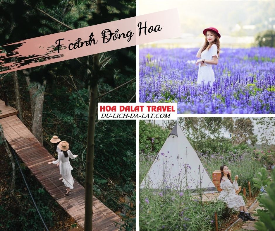 F cánh đồng hoa Đà Lạt