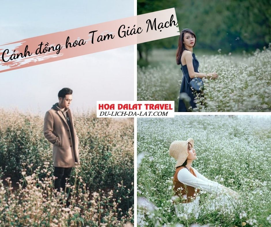 Hoa tam giác mạch Đà Lạt