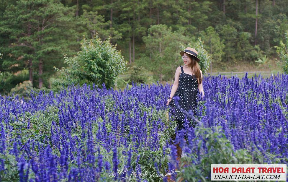 Có nên đi F cánh đồng hoa Đà Lạt hay không