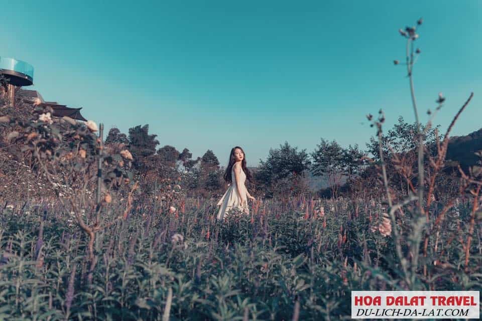 Đôi nét về Cafe F cánh đồng hoa - Ảnh chụp