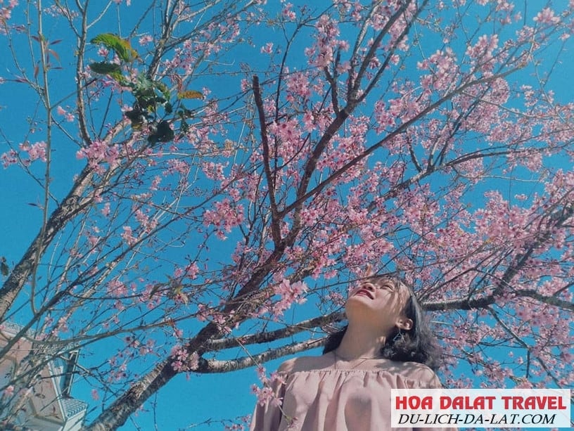 Đường Mai Anh Đào Dốc Đa Quý Đà Lạt