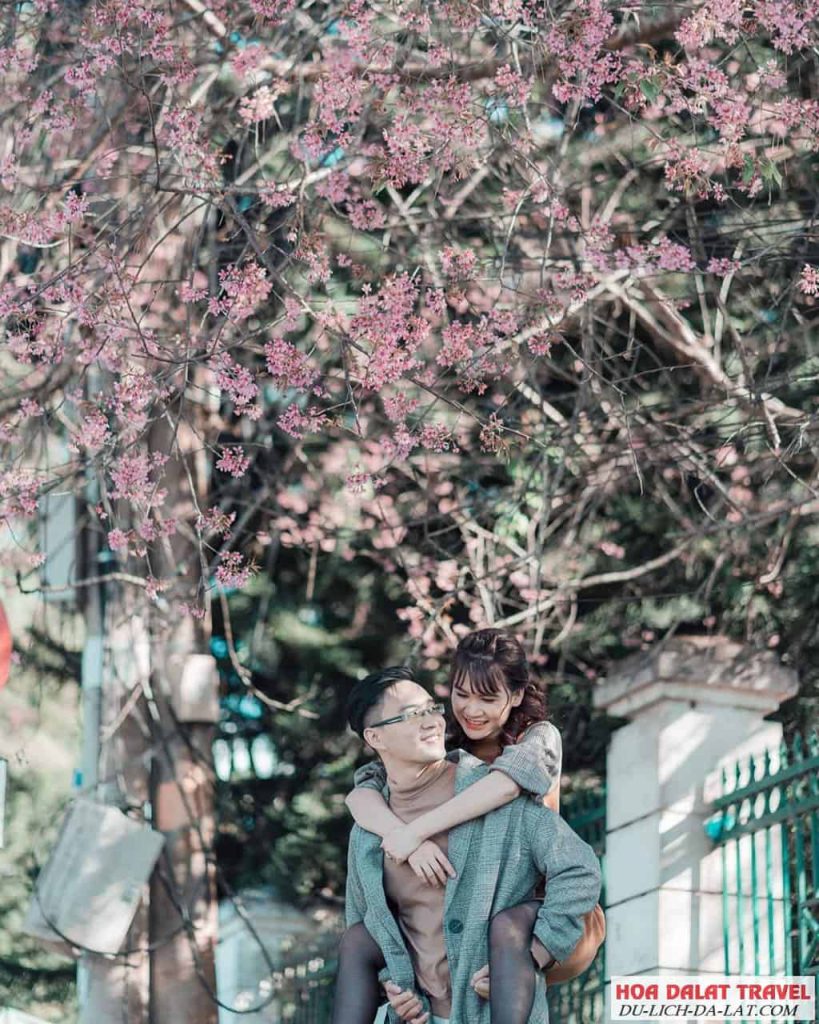 Đường hoa Mai Anh Đào - Trần Hưng Đạo
