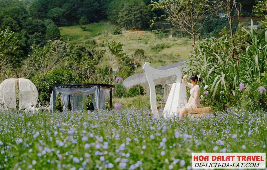 Giới thiệu F cánh đồng hoa Cafe