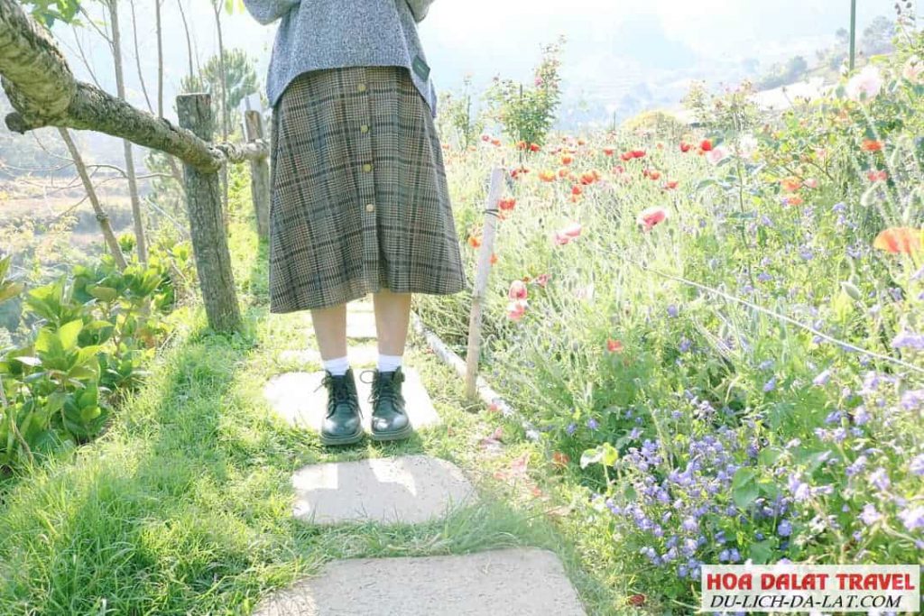 Hình ảnh F cánh đồng hoa tại Đà lạt