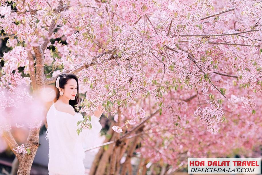 Hình ảnh hoa Mai Anh Đào - Du khách chụp