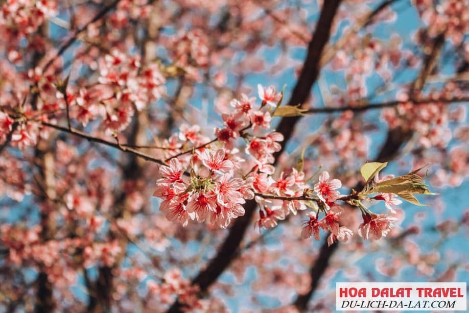Hình ảnh hoa Mai Anh Đào