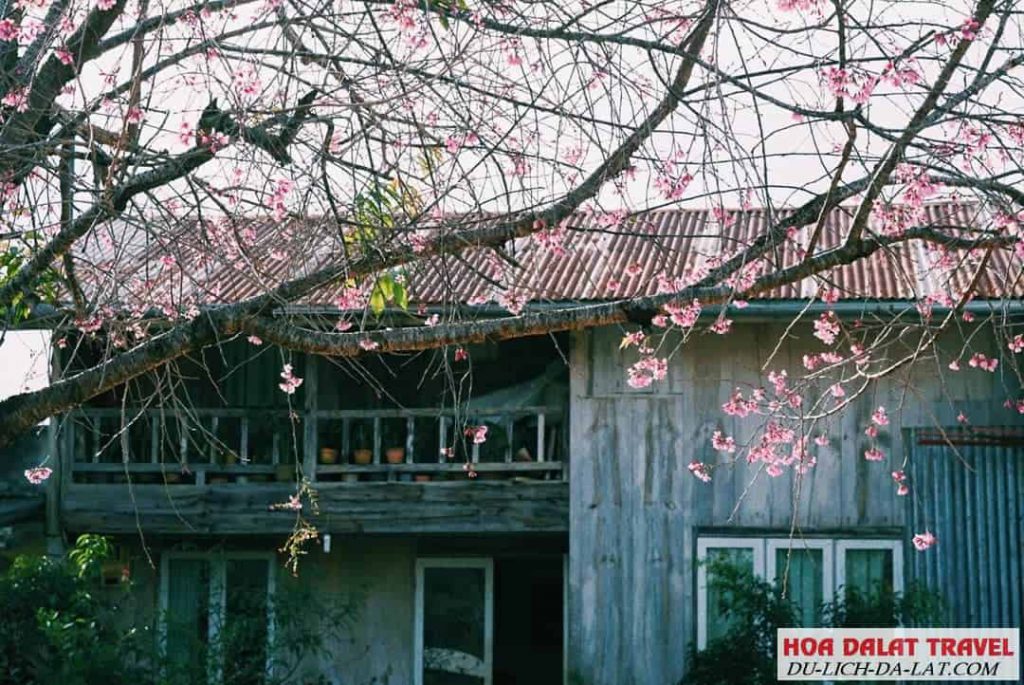 Hoa Mai Anh Đào nở vào tháng mấy