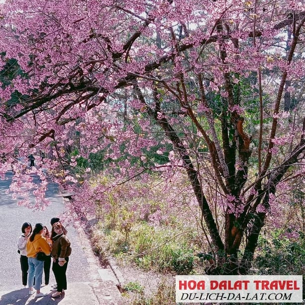 Lễ hội hoa Mai Anh Đào