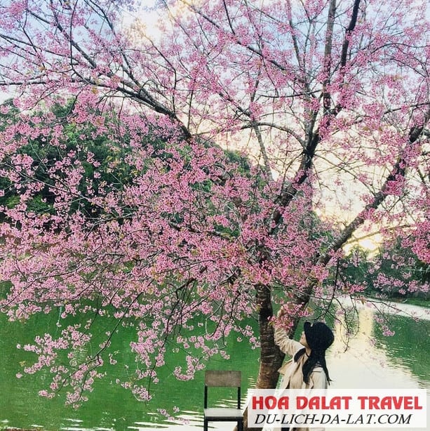 Lưu ý khi ngắm hoa Mai Anh Đào vào sáng sớm