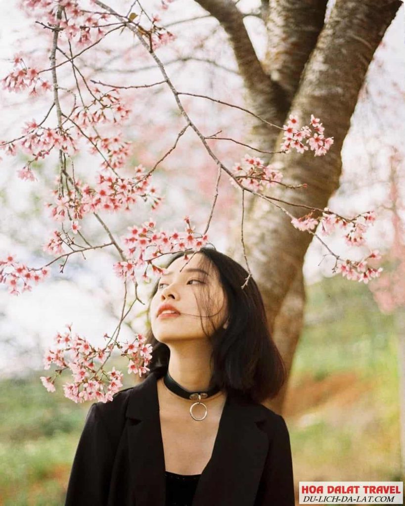 Mai Anh Đào quanh hồ Xuân Hương Đà Lạt