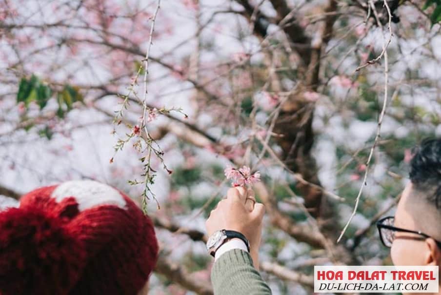 Mai Anh Đào quanh hồ Xuân Hương