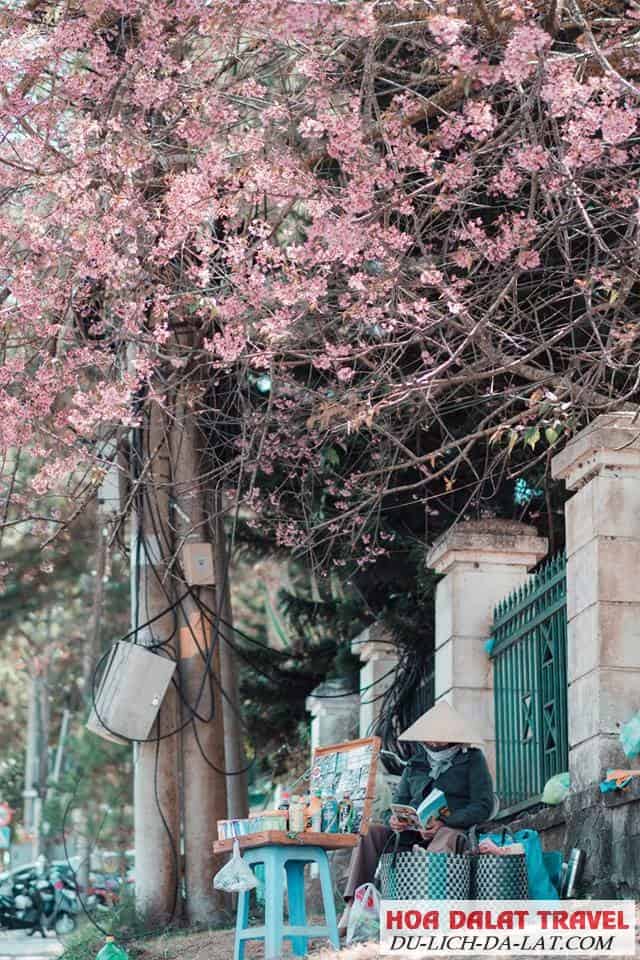 Mùa Hoa Mai Anh Đào