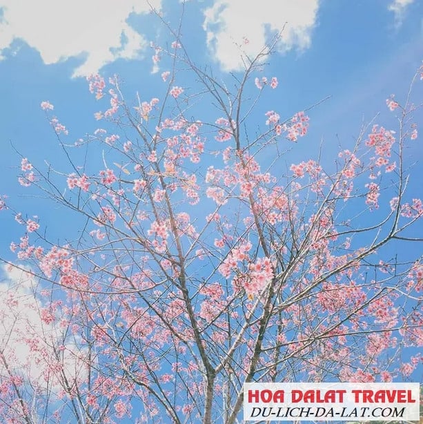 Nguồn gốc hoa Mai Anh Đào