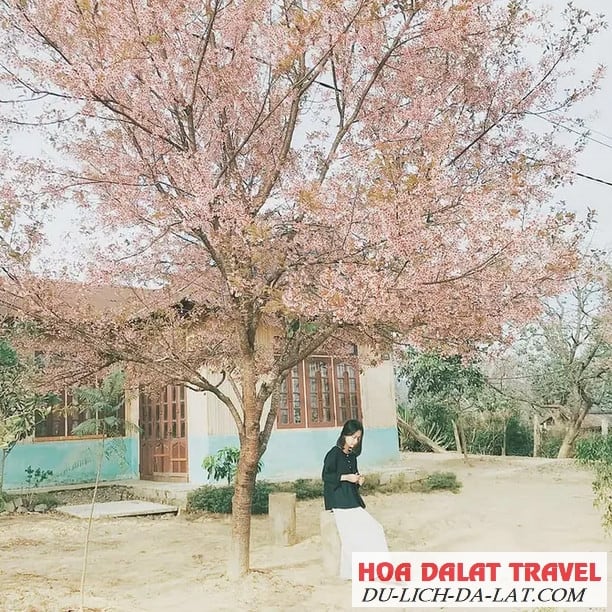 Nguồn gốc hoa
