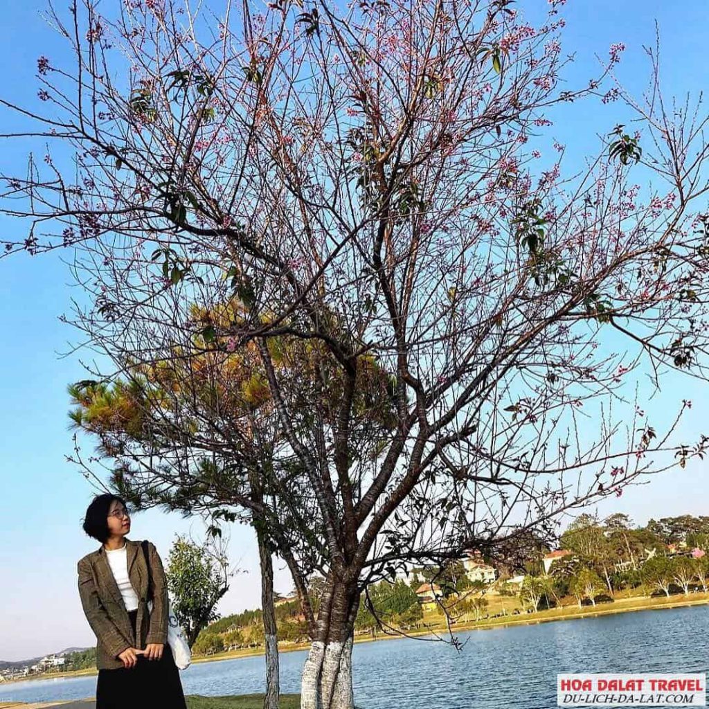 Phong cảnh hồ Xuân Hương
