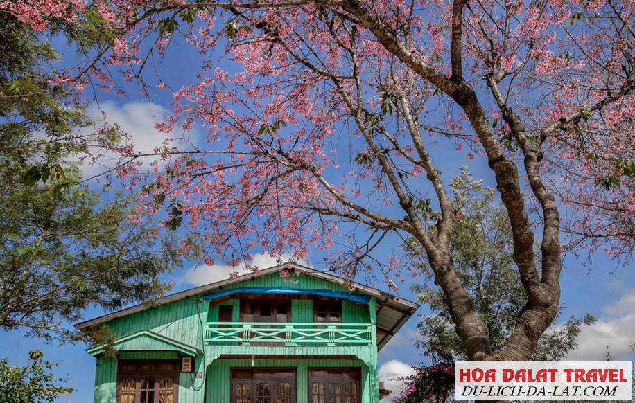 Rừng hoa Mai Anh Đào hồ Tuyền Lâm Đà Lạt