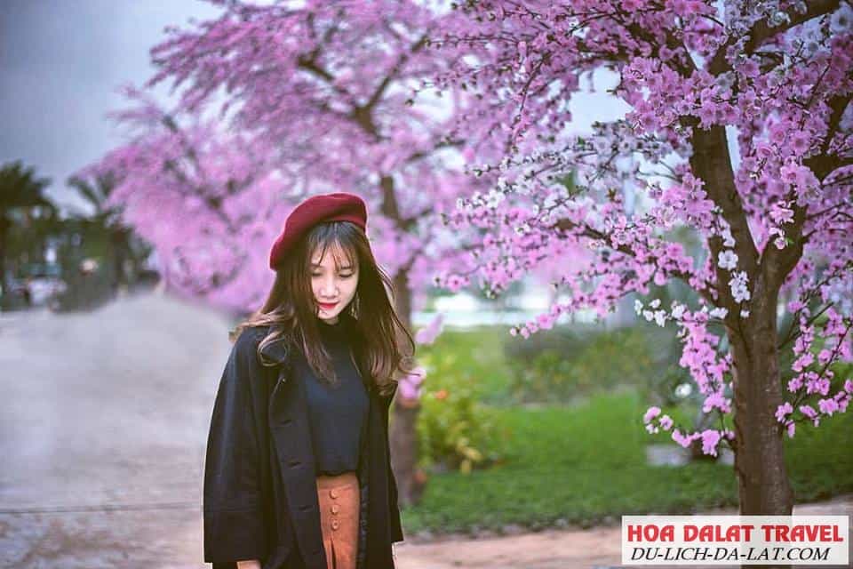 Rừng hoa Mai Anh Đào hồ Tuyền Lâm