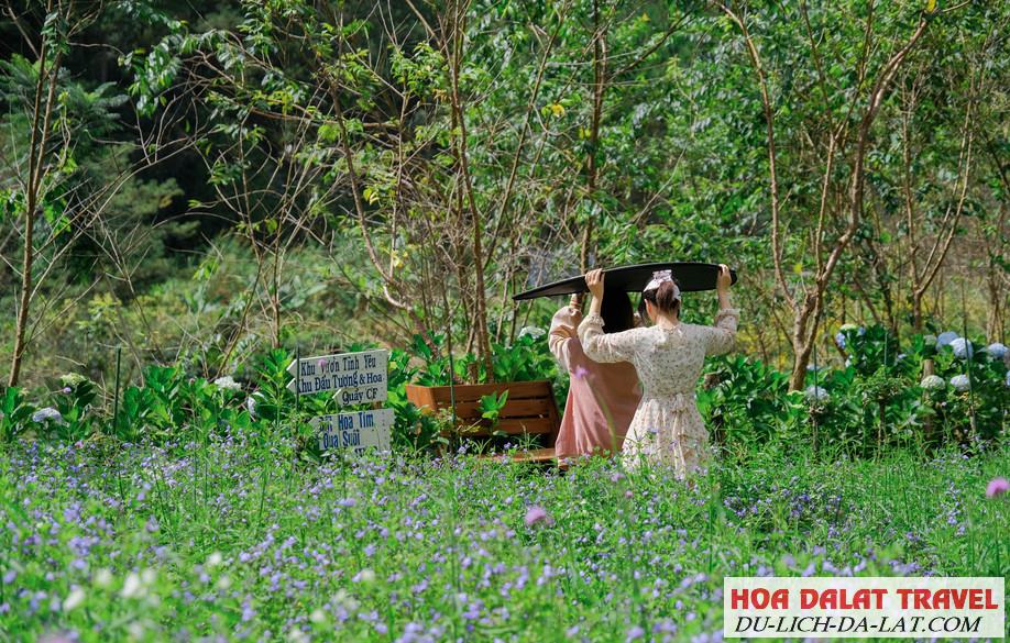 Tham quan F cánh đồng hoa