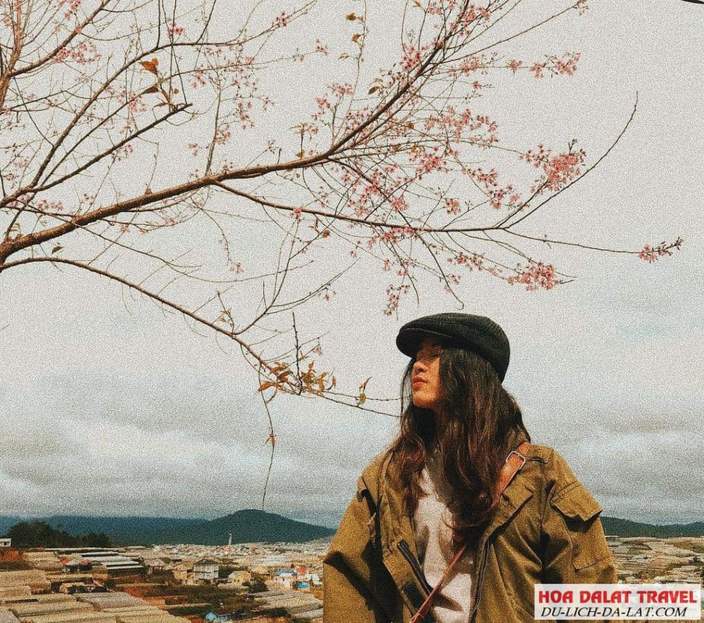 Thưởng thức hoa Mai Anh Đào ở Đà Lạt