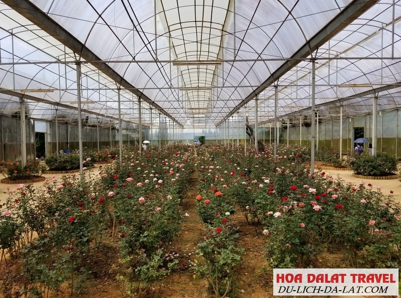 Vườn hoa thành phố bộ sưu tập các loài hoa