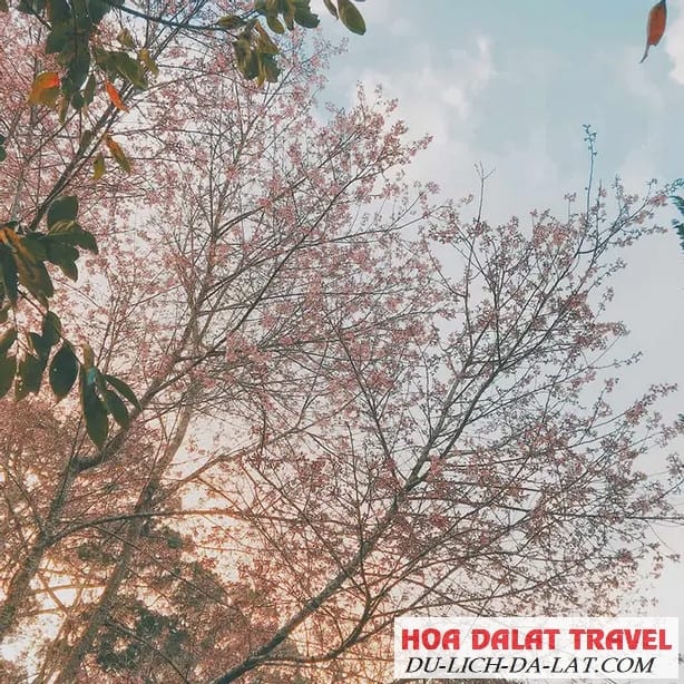 Ý nghĩa của hoa Mai Anh Đào là gì