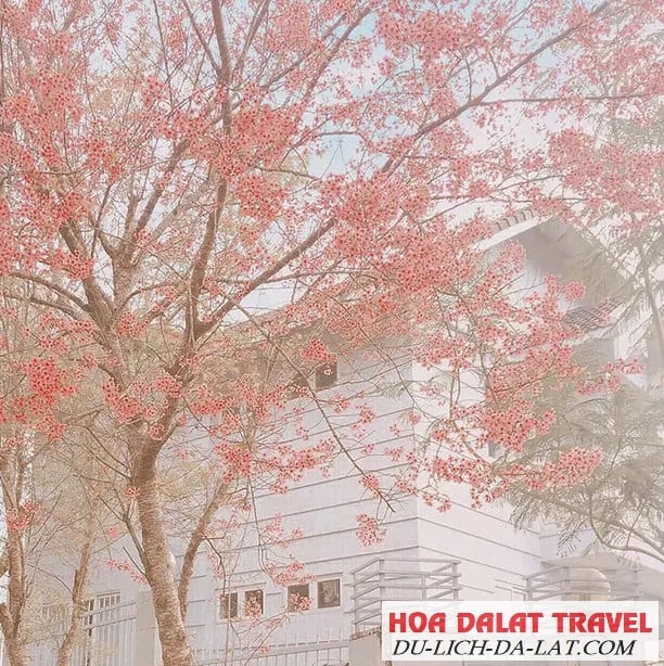 Ý nghĩa của hoa Mai Anh Đào