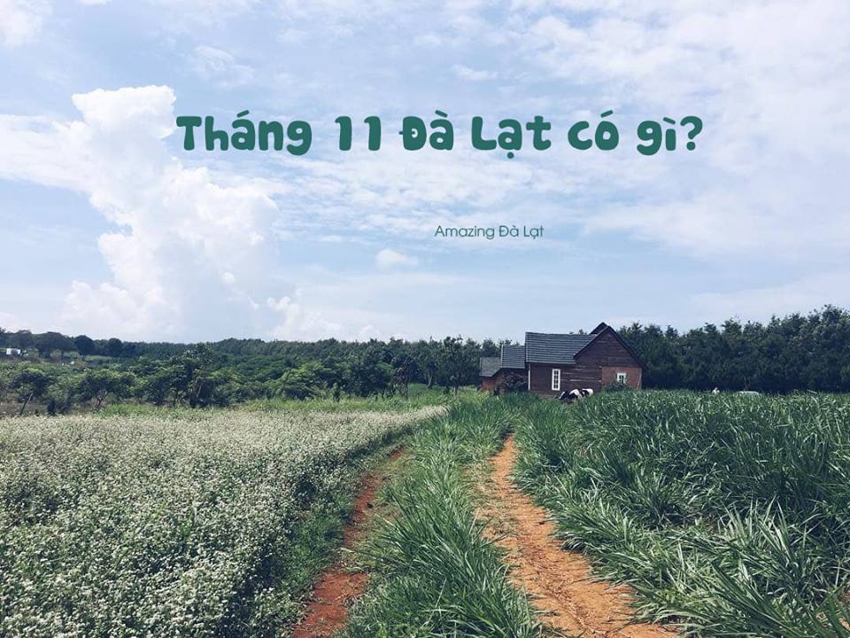 Đà Lạt tháng 11