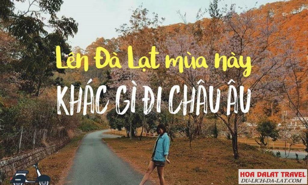 Đà Lạt mùa này khác gì Châu Âu