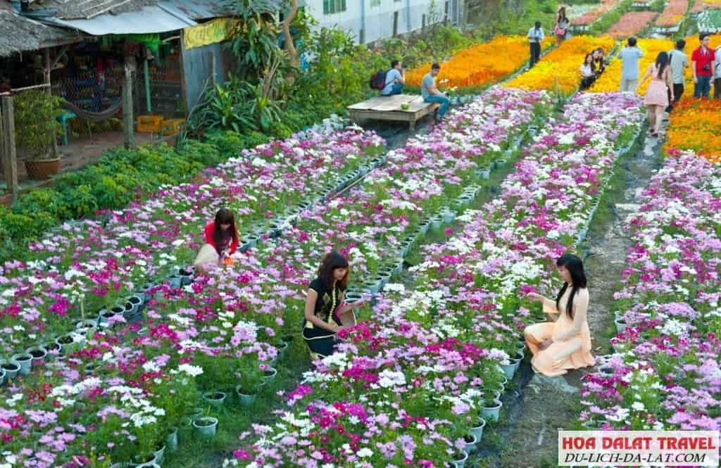 Du lịch Làng Hoa Thái Phiên