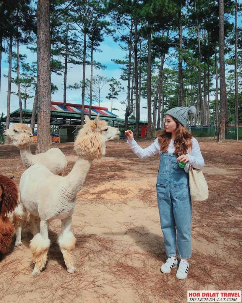 Những địa điểm được tham quan trong tour zoodoo Đà Lạt