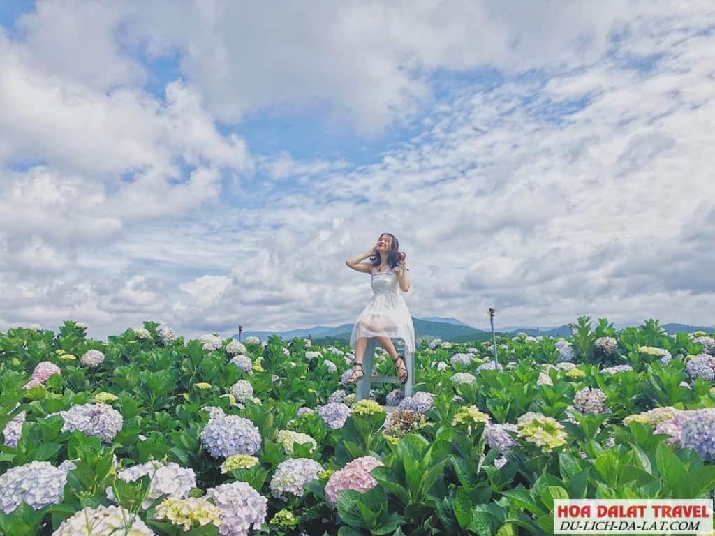 Vườn hoa Đà Lạt đẹp ngây ngất