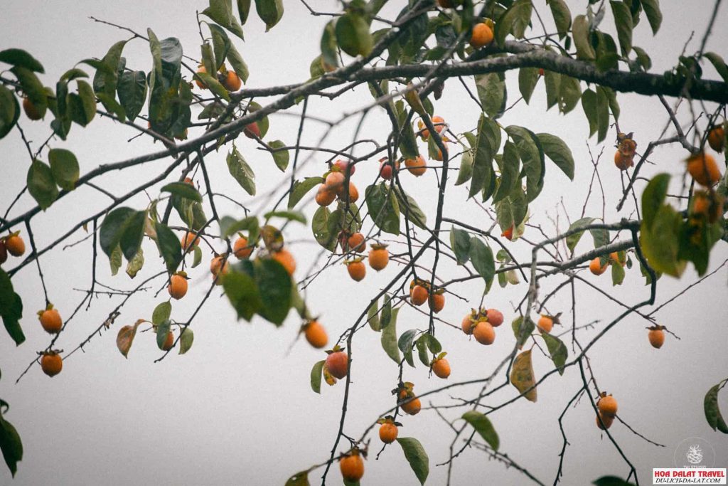 hồng Đà Lạt