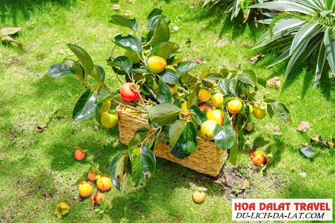 hồng Đà Lạt có vào tháng mấy