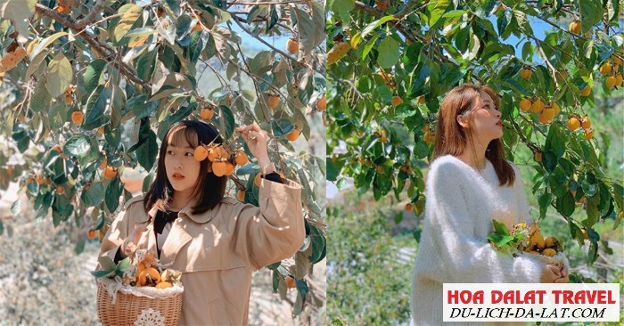Hồng giòn Đà Lạt có mấy loại