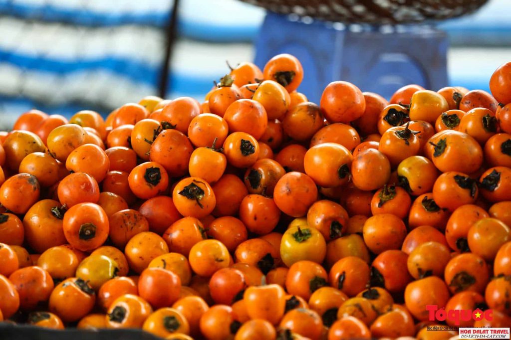 Hồng treo Đà Lạt